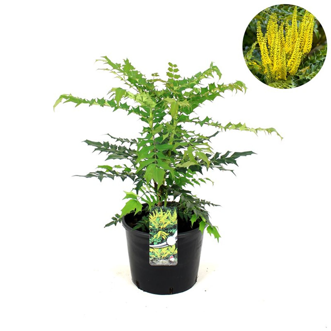 Mahonia media 'Charity' - C12 50-60 CM